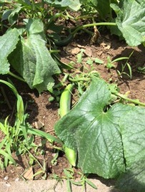 胡瓜はとても大きく成長