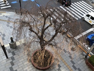 事務所から見た枝垂桜