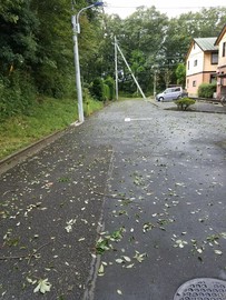 道路が落ち葉でいっぱいに！
